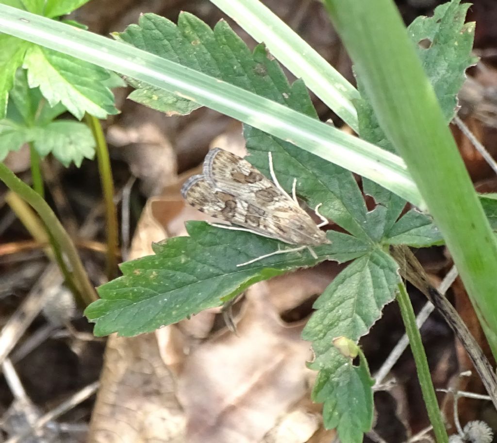 Nomophila noctuella - Crambidae